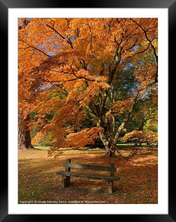 Autumn Splendour Framed Mounted Print by Sheila Ramsey