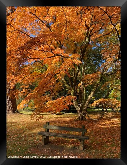 Autumn Splendour Framed Print by Sheila Ramsey