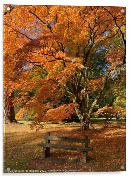 Autumn Splendour Acrylic by Sheila Ramsey