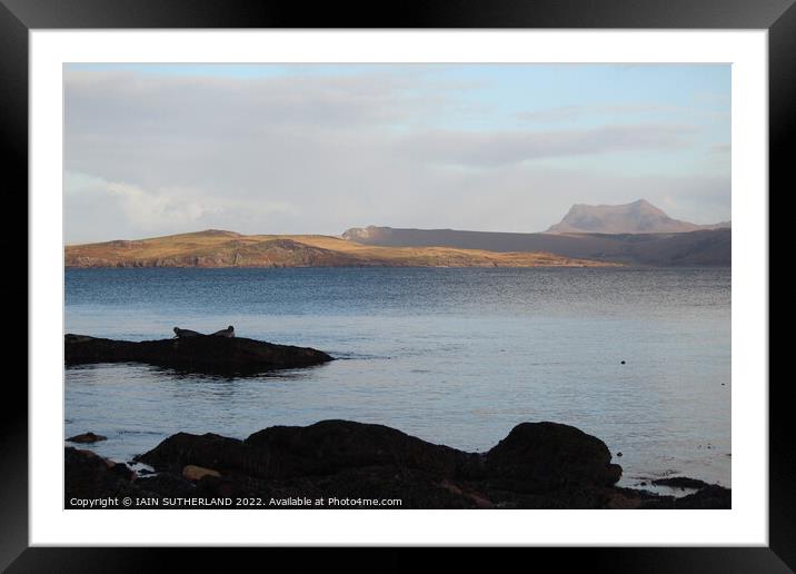 rocks and seals  Framed Mounted Print by IAIN SUTHERLAND