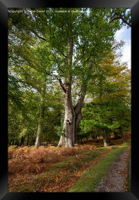 Enchanted Autumn Woodland Framed Print by Derek Daniel