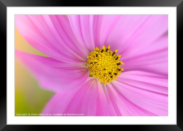 Cosmos Pink Sonata Framed Mounted Print by Chris Harris