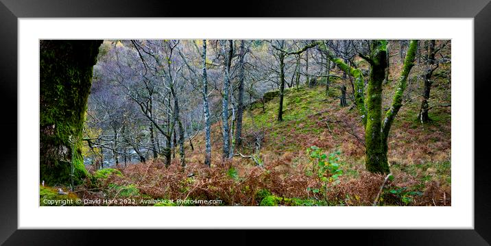 Borrowdale Woodland Framed Mounted Print by David Hare