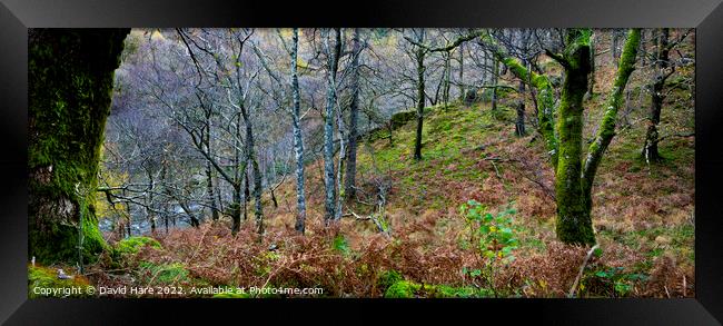 Borrowdale Woodland Framed Print by David Hare