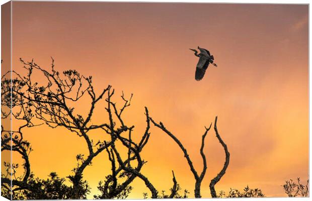 flying heron at sunset Canvas Print by kathy white