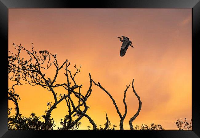 flying heron at sunset Framed Print by kathy white
