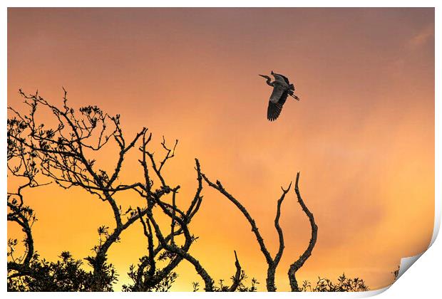 flying heron at sunset Print by kathy white