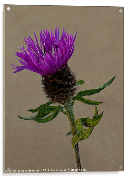 Single Thistle flower Acrylic by Pete Hemington