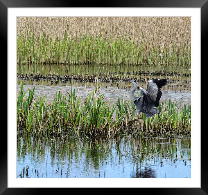 Grey Heron in a reed bed Framed Mounted Print by kathy white