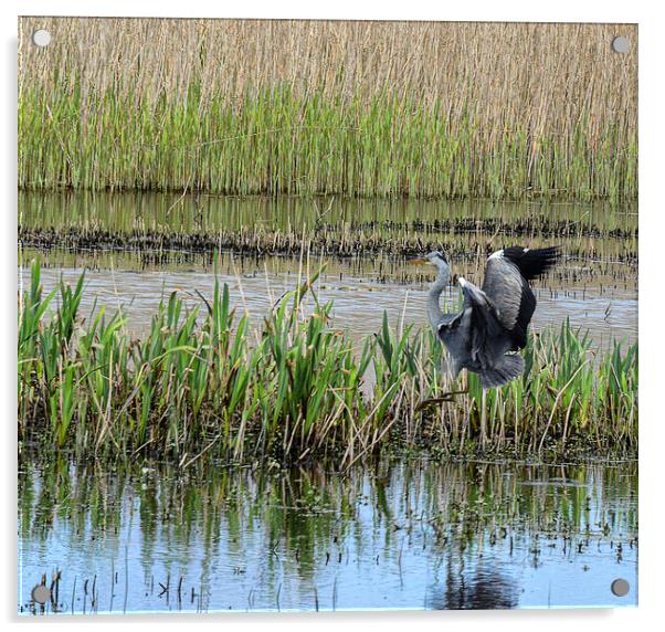 Grey Heron in a reed bed Acrylic by kathy white