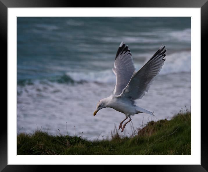 flying seagull Framed Mounted Print by kathy white