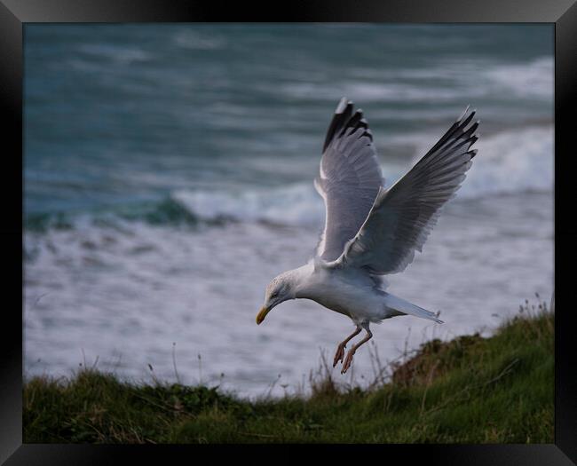 flying seagull Framed Print by kathy white
