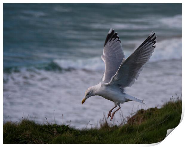 flying seagull Print by kathy white