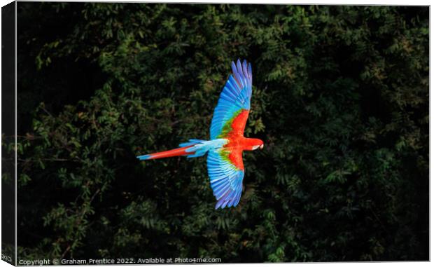 Red-and-green macaw at Buraco das Araras, Brazil Canvas Print by Graham Prentice