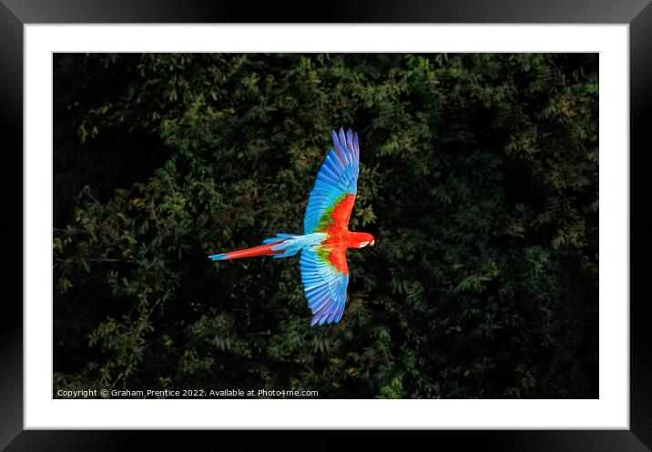 Red-and-green macaw at Buraco das Araras, Brazil Framed Mounted Print by Graham Prentice