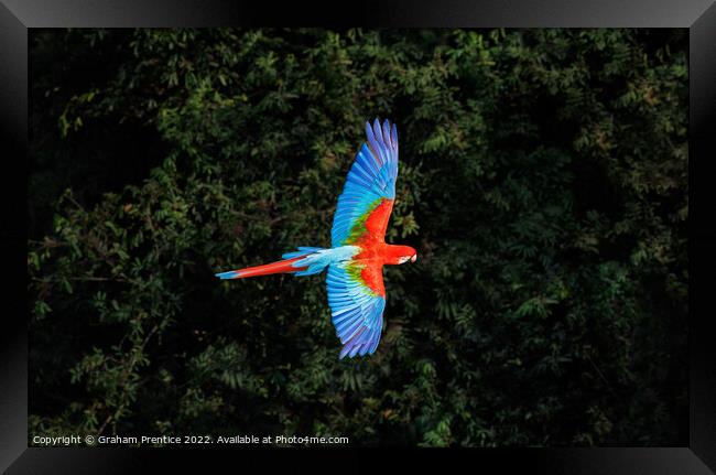 Red-and-green macaw at Buraco das Araras, Brazil Framed Print by Graham Prentice