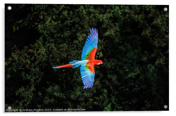 Red-and-green macaw at Buraco das Araras, Brazil Acrylic by Graham Prentice