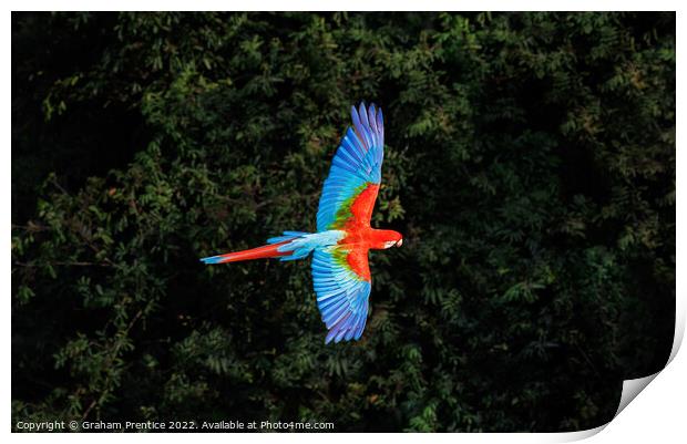 Red-and-green macaw at Buraco das Araras, Brazil Print by Graham Prentice