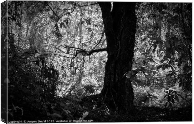 Mystery Forest in Lousa - Monochrome Canvas Print by Angelo DeVal