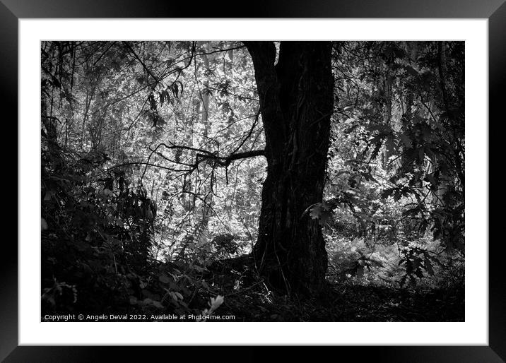 Mystery Forest in Lousa - Monochrome Framed Mounted Print by Angelo DeVal
