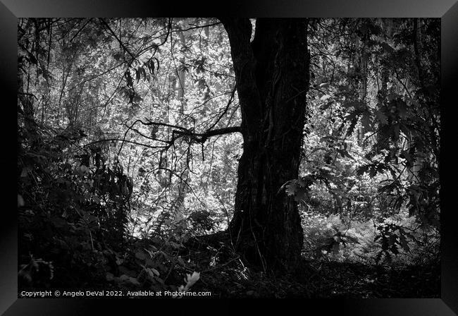 Mystery Forest in Lousa - Monochrome Framed Print by Angelo DeVal