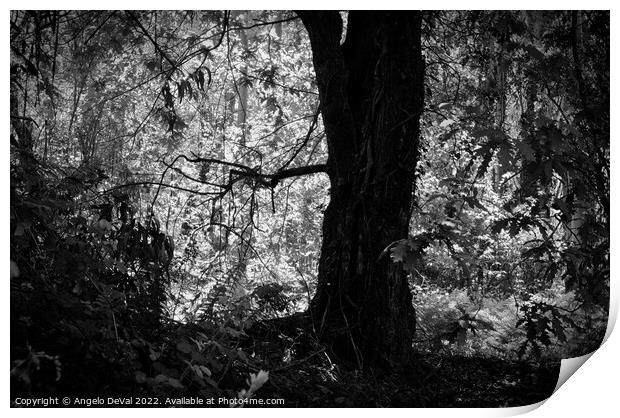 Mystery Forest in Lousa - Monochrome Print by Angelo DeVal