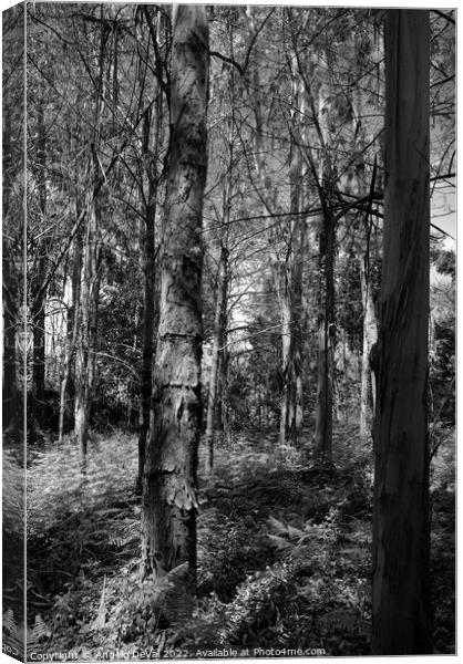 Eucalyptus Forest in Lousa - Monochrome Canvas Print by Angelo DeVal