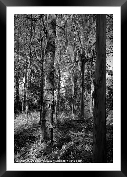 Eucalyptus Forest in Lousa - Monochrome Framed Mounted Print by Angelo DeVal