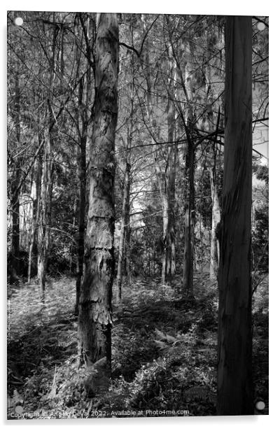 Eucalyptus Forest in Lousa - Monochrome Acrylic by Angelo DeVal