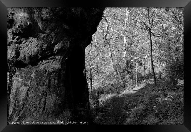 Tree by the Trail in Lousa - Monochrome Framed Print by Angelo DeVal