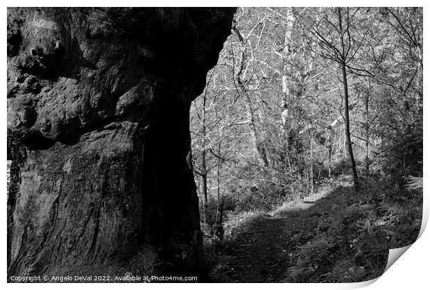 Tree by the Trail in Lousa - Monochrome Print by Angelo DeVal