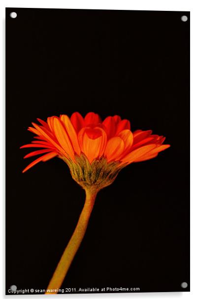 Gerbera Acrylic by Sean Wareing