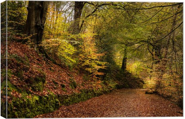 Enchanting Autumn Walk in Dimmingsdale Forest Canvas Print by Pam Sargeant