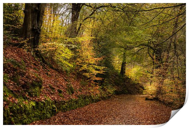 Enchanting Autumn Walk in Dimmingsdale Forest Print by Pam Sargeant