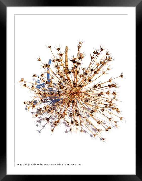 dried head of alium with seed Framed Mounted Print by Sally Wallis
