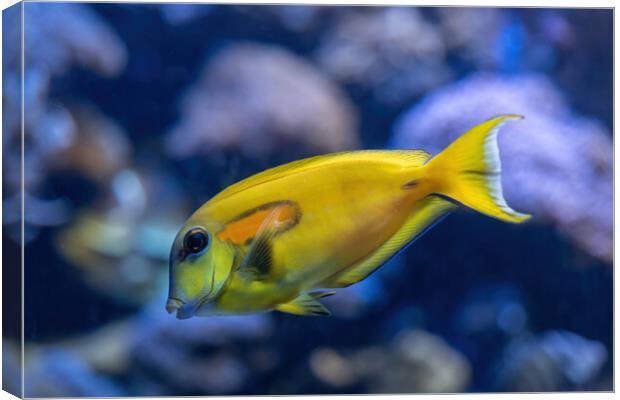 Orange Shoulder Tang Fish Canvas Print by Artur Bogacki