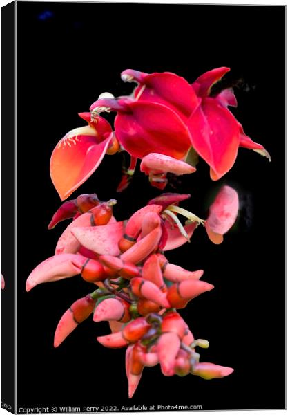 Colorful Red Coral Tree Erythrina Crista Galli Canvas Print by William Perry