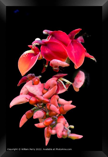 Colorful Red Coral Tree Erythrina Crista Galli Framed Print by William Perry