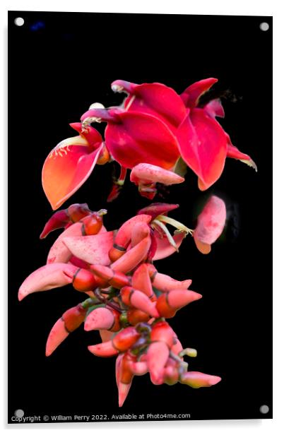 Colorful Red Coral Tree Erythrina Crista Galli Acrylic by William Perry