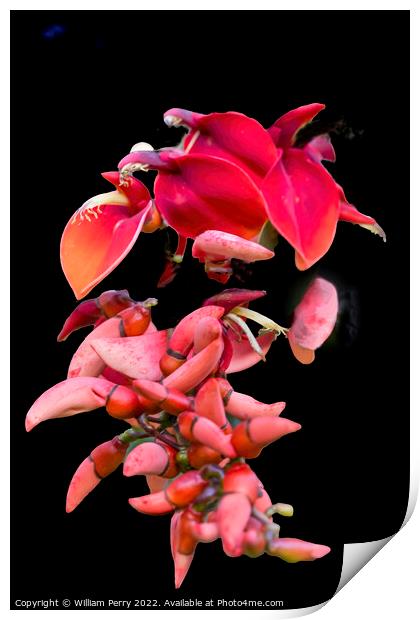 Colorful Red Coral Tree Erythrina Crista Galli Print by William Perry