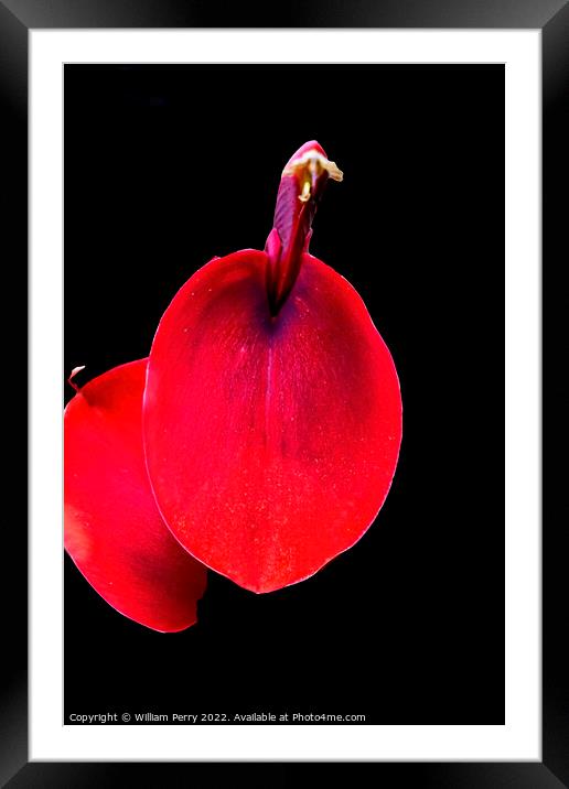 Colorful Red Coral Tree Erythrina Crista Galli Framed Mounted Print by William Perry