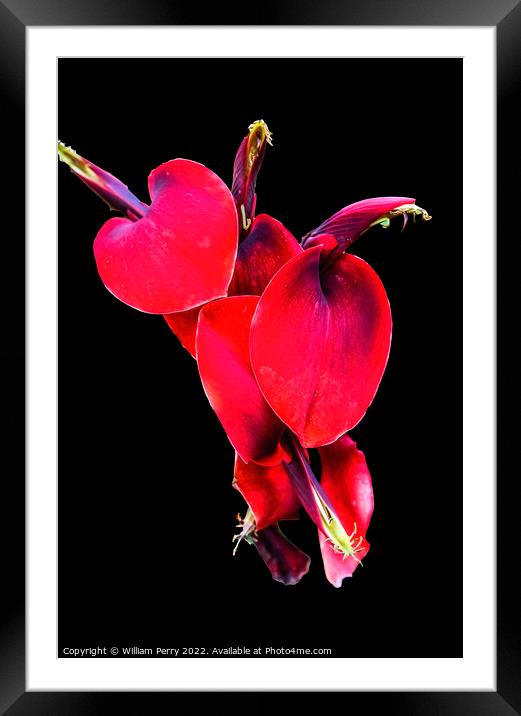 Colorful Red Coral Tree Erythrina Crista Galli Framed Mounted Print by William Perry