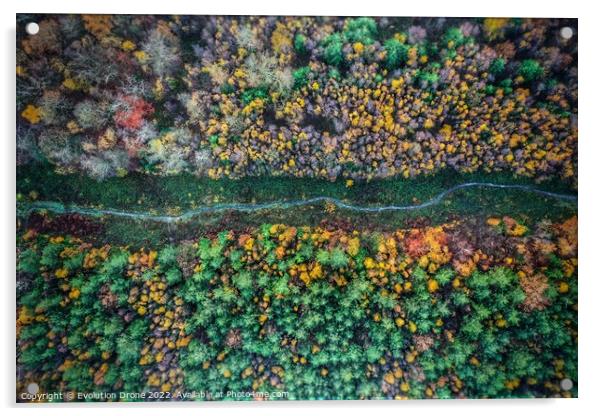 Autumnal Woodland Path Acrylic by Evolution Drone