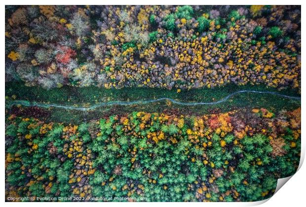 Autumnal Woodland Path Print by Evolution Drone