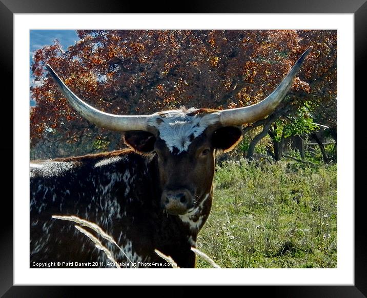 Longhorn cow Framed Mounted Print by Patti Barrett