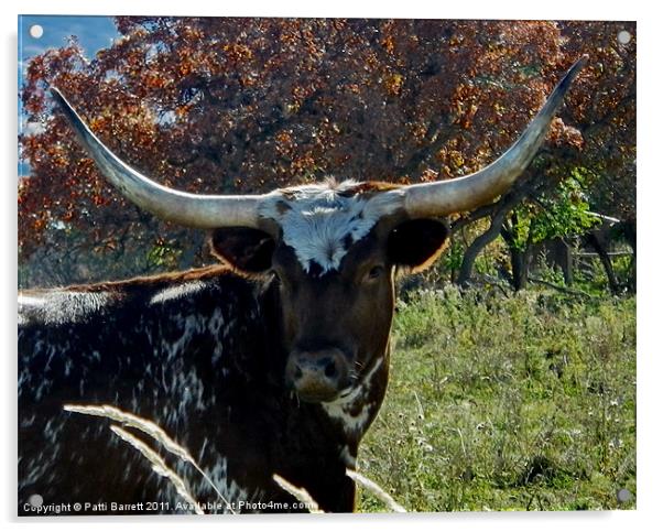 Longhorn cow Acrylic by Patti Barrett