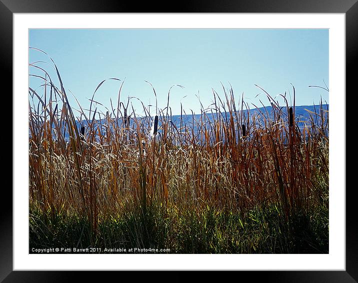 Fall Cat tails with Grand Mesa Background Framed Mounted Print by Patti Barrett