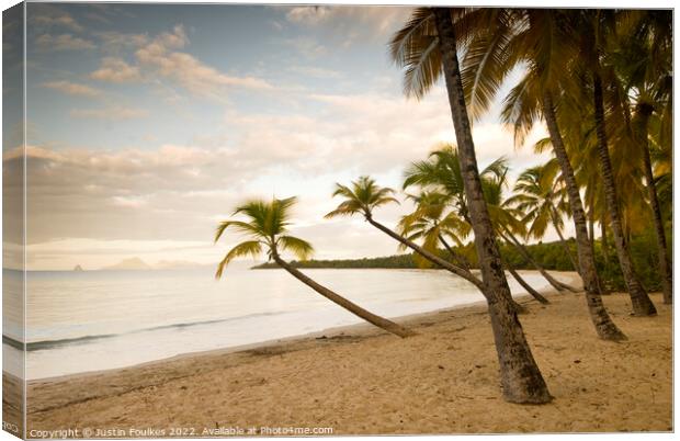 Palm trees, Martinique, Caribbean  Canvas Print by Justin Foulkes