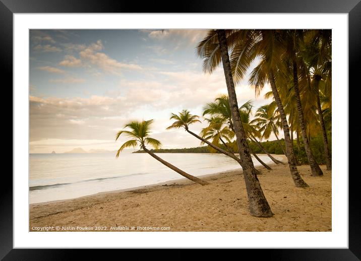 Palm trees, Martinique, Caribbean  Framed Mounted Print by Justin Foulkes