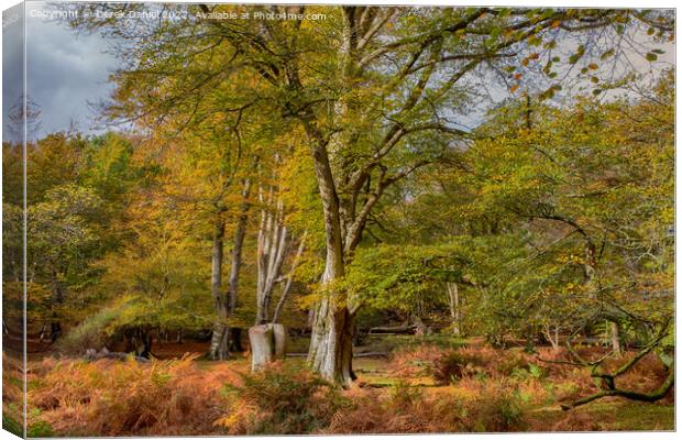 Serene Autumn Woodland Canvas Print by Derek Daniel